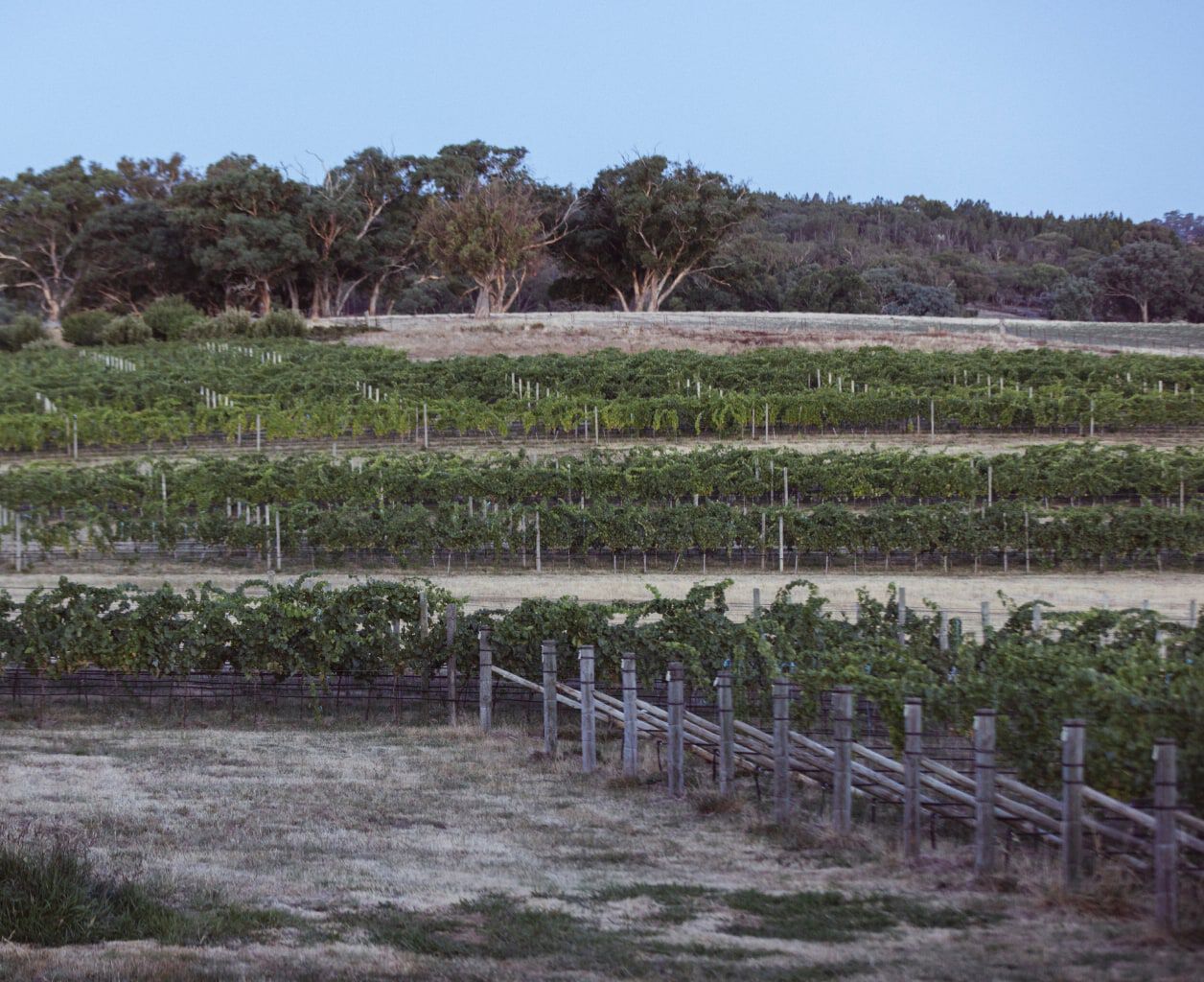 Castagna Castagna